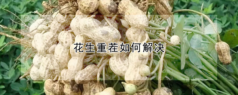 花生重茬如何解决