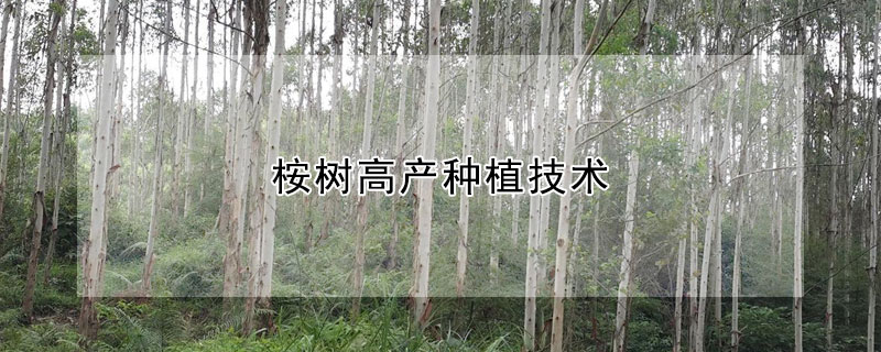 桉树高产种植技术