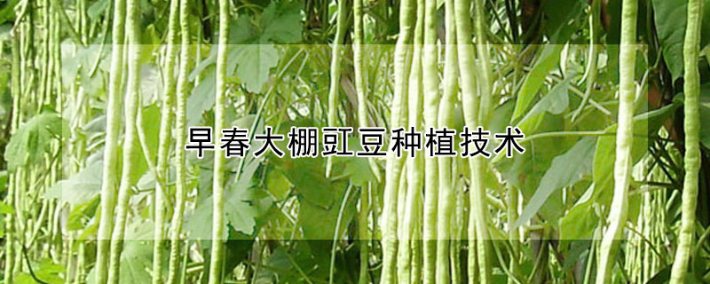 早春大棚豇豆种植技术