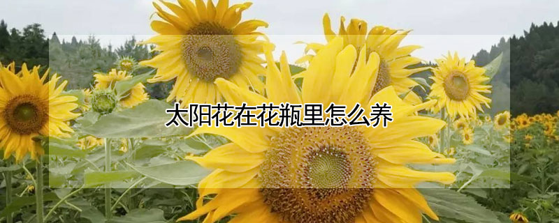 太阳花在花瓶里怎么养