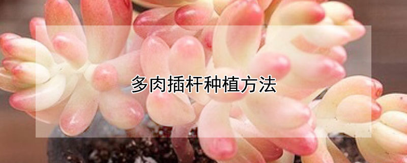 多肉插杆种植方法