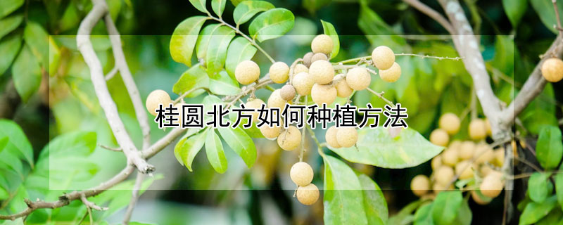 桂圆北方如何种植方法