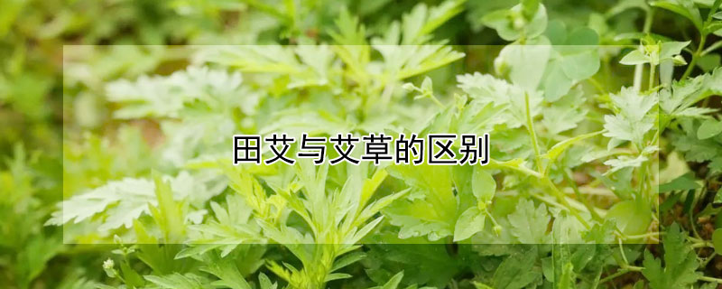 田艾与艾草的区别