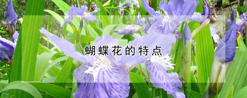 蝴蝶花的特点