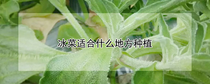 水果种植技术 蔬菜种植技术 茶叶的种类 食用菌栽培技术 农作物种植技术 发财农业网