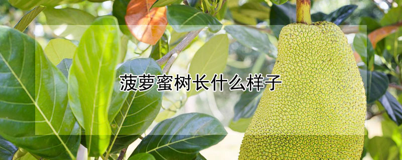 菠萝蜜树长什么样子