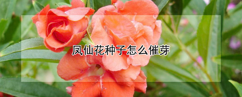 凤仙花种子怎么催芽