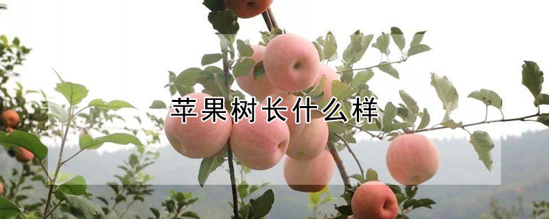 苹果树长什么样