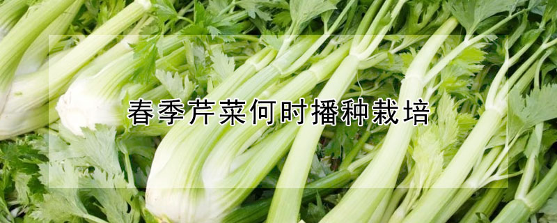 春季芹菜何时播种栽培