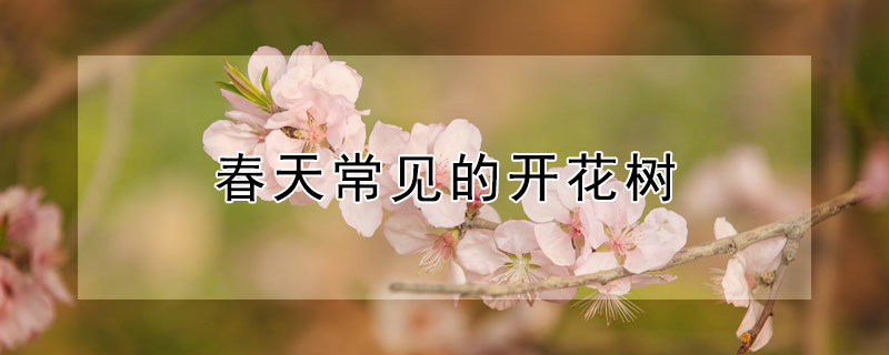 春天常见的开花树