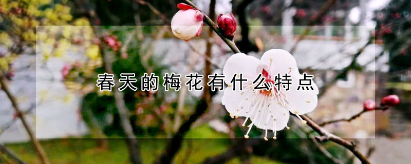 春天的梅花有什么特点