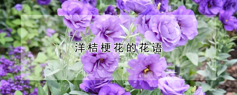 洋桔梗花的花语