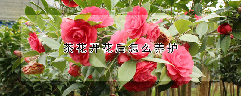 茶花开花后怎么养护