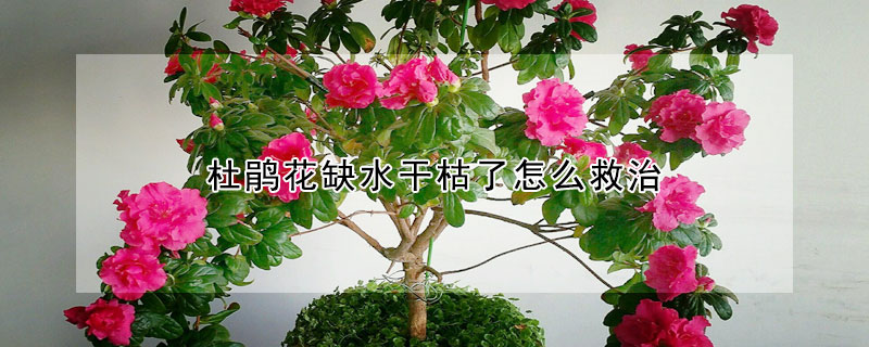 杜鹃花缺水干枯了怎么救治