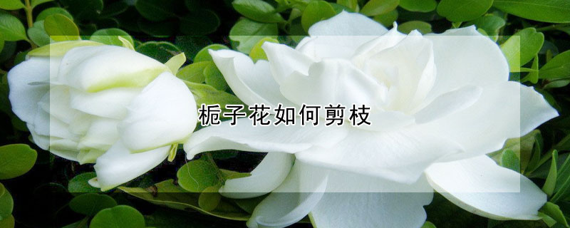 栀子花如何剪枝