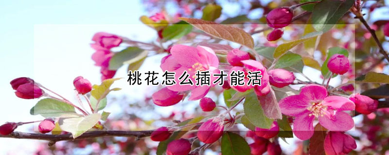 桃花怎么插才能活