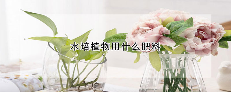 水培植物用什么肥料