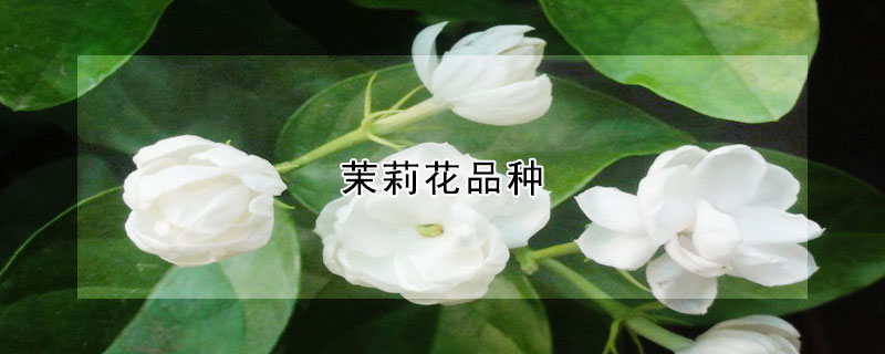 茉莉花品种