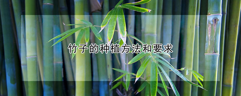 竹子的种植方法和要求