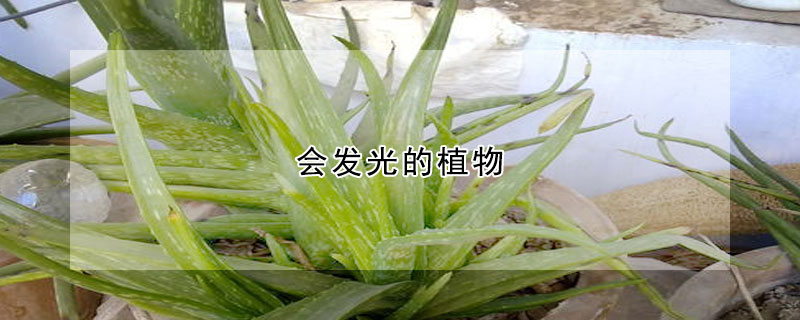 会发光的植物