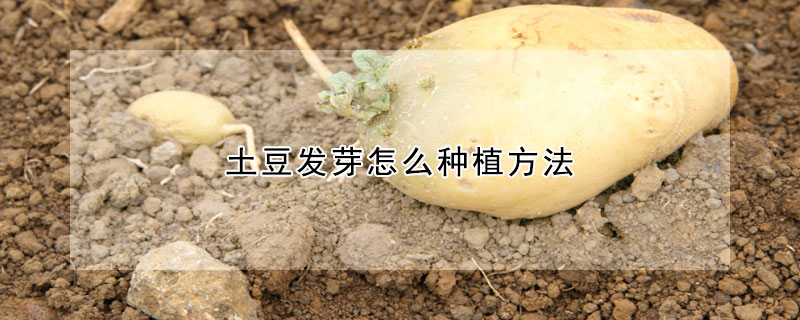 土豆发芽怎么种植方法