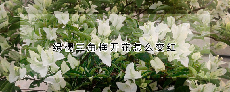 绿樱三角梅开花怎么变红