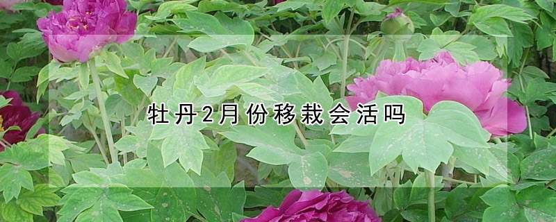 牡丹2月份移栽会活吗