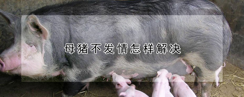 母猪不发情怎样解决