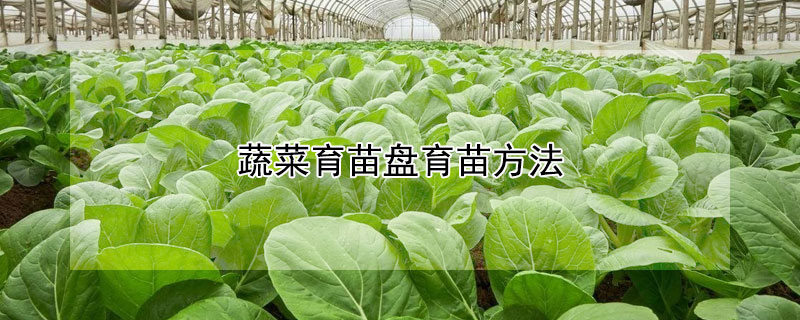 蔬菜育苗盘育苗方法 —【发财农业网】