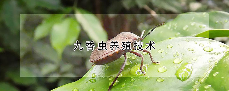 九香虫养殖技术