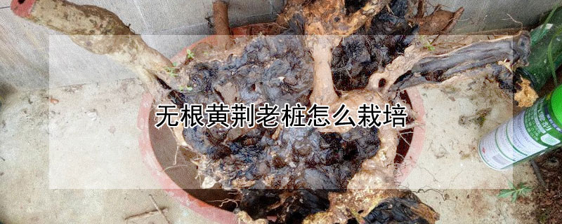 无根黄荆老桩怎么栽培