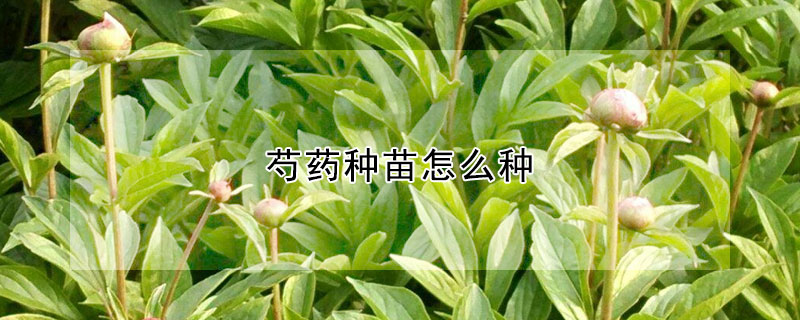 芍药种苗怎么种