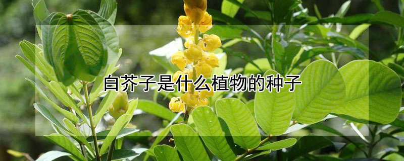 白芥子是什么植物的种子