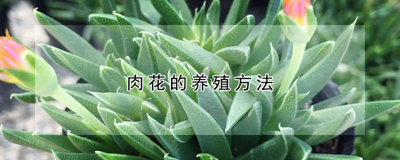 肉花的养殖方法