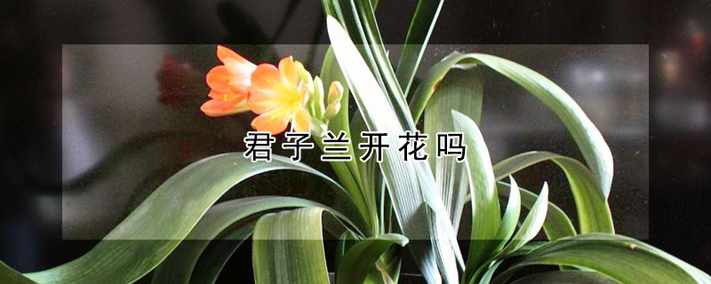 君子兰开花吗