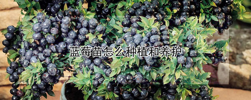 蓝莓苗怎么种植和养护