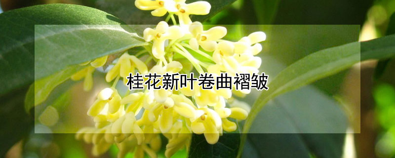 桂花新叶卷曲褶皱