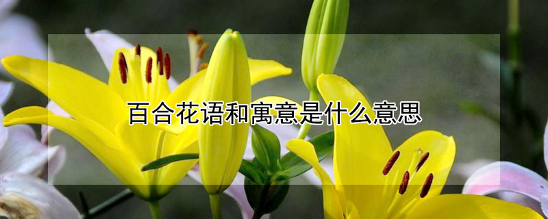 百合花语和寓意是什么意思