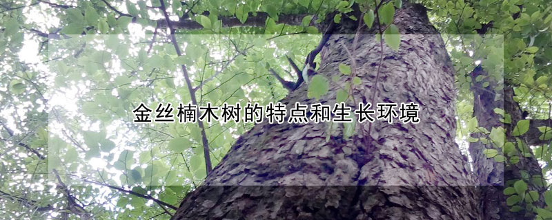 金丝楠木树的特点和生长环境