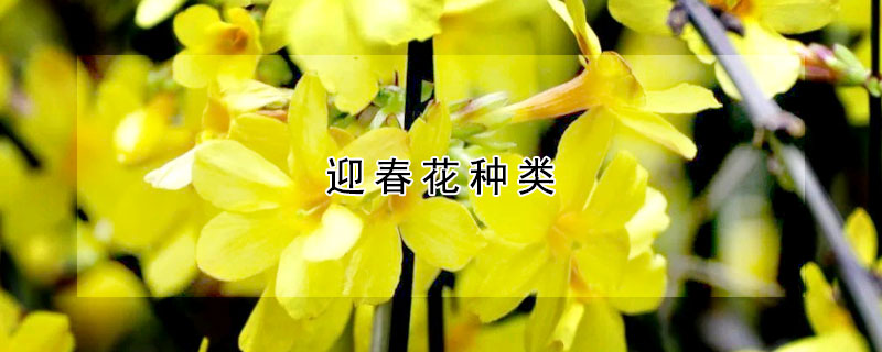 迎春花种类