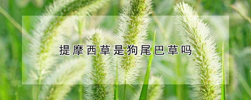 提摩西草是狗尾巴草吗