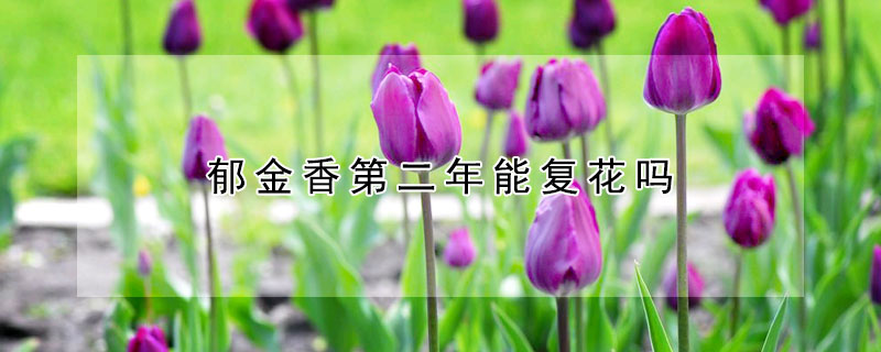 郁金香第二年能復(fù)花嗎