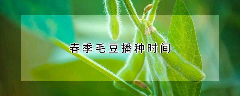 春季毛豆播种时间