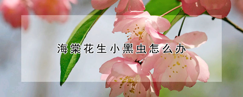 海棠花生小黑虫怎么办