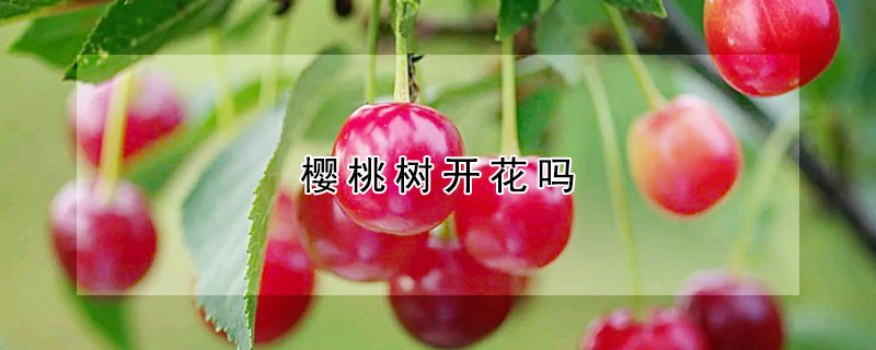 樱桃树开花吗