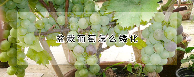 盆栽葡萄怎么矮化
