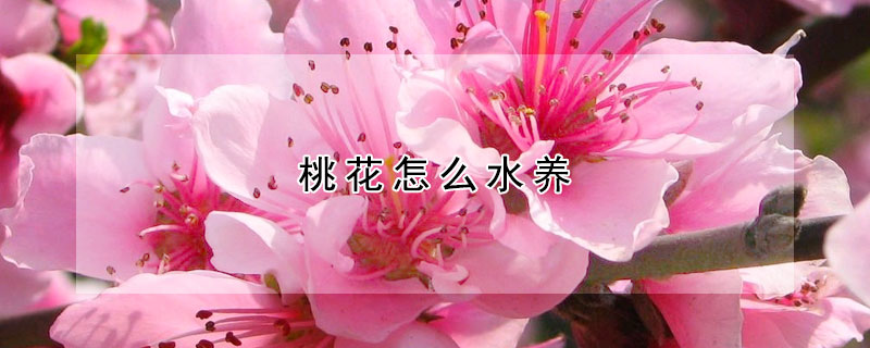 桃花怎么水养