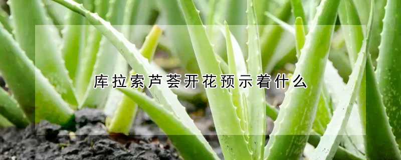 库拉索芦荟开花预示着什么