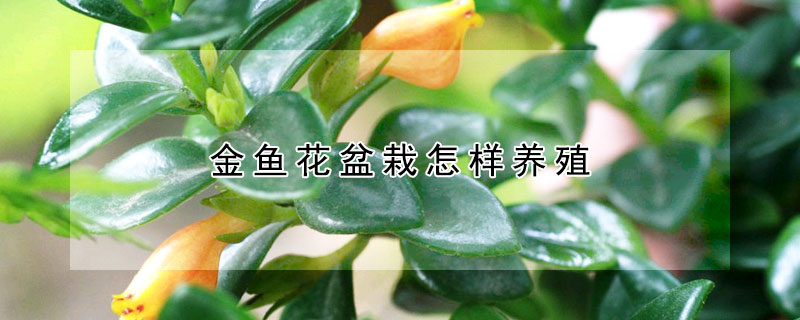 金鱼花盆栽怎样养殖