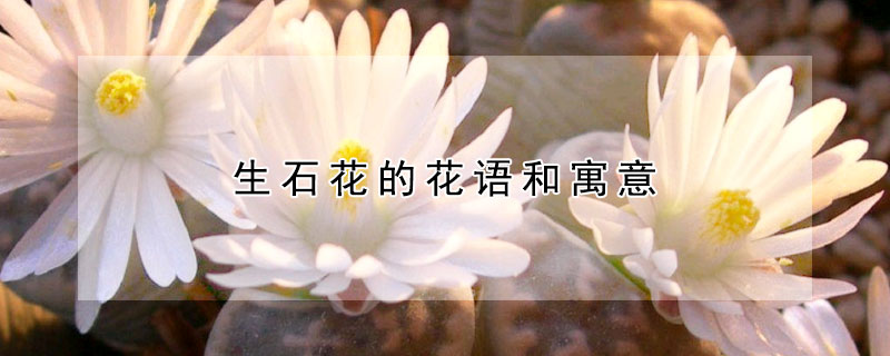 生石花的花语和寓意